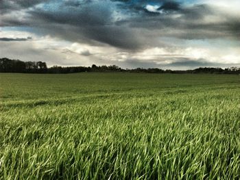 Scenic view of grassy field against cloudy sky