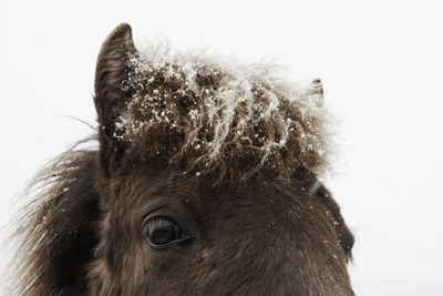 Close-up of a horse against white background