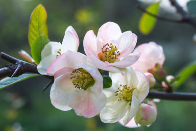 Close-up of pink flowers blooming outdoors