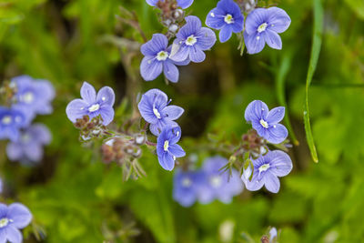 Close-up of purple flowering plants