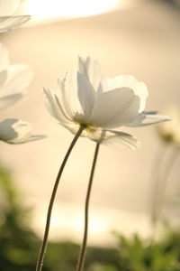 Close-up of white flowering plant