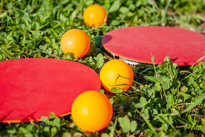 Close-up of orange fruits on leaves