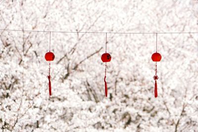 Wind chimes hanging on rope against cherry trees