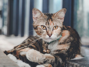Close-up portrait of tabby cat