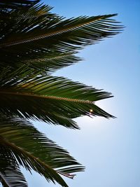 Low angle view of coconut palm tree against clear sky