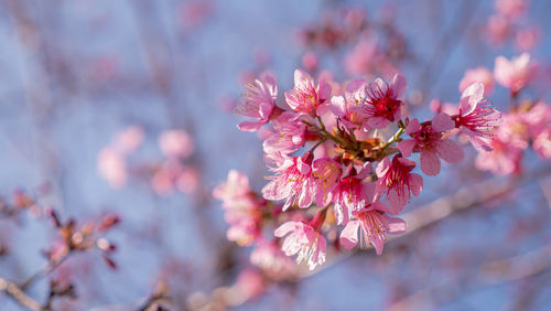 Close-up of pink cherry blossom