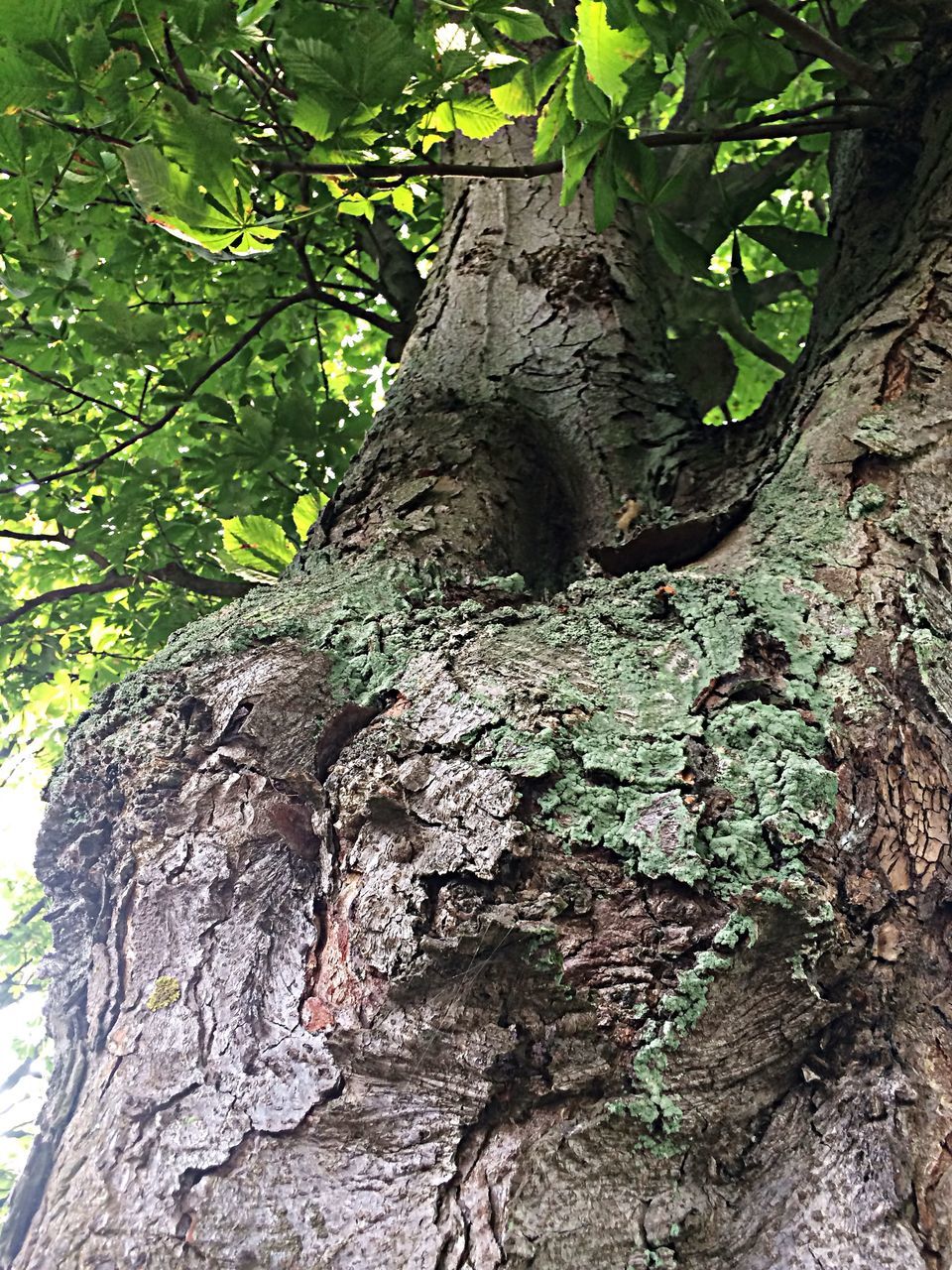 tree, tree trunk, growth, branch, nature, textured, low angle view, bark, forest, rough, leaf, close-up, tranquility, natural pattern, beauty in nature, day, outdoors, green color, wood - material, no people