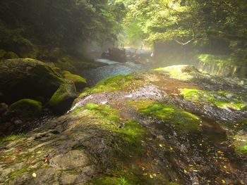 River flowing through forest