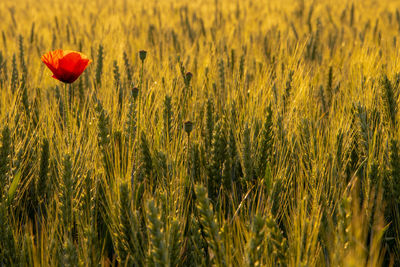 Scenic view of wheat growing on field