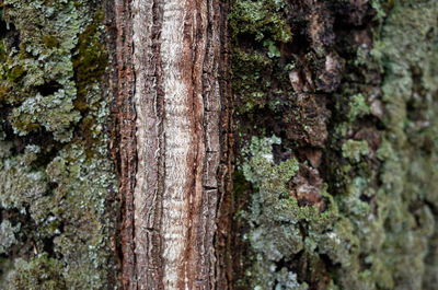 Close-up of moss on tree trunk