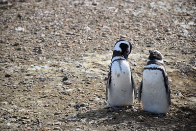 High angle view of penguin on sand at beach