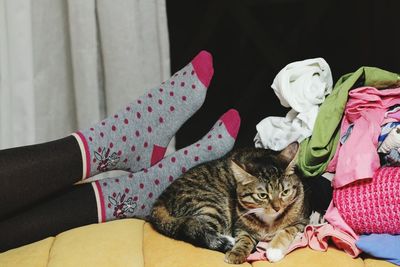 Portrait of cat sitting on blanket