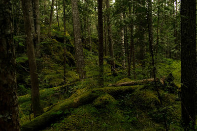 Trees in forest