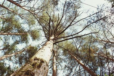 Low angle view of trees in forest against sky