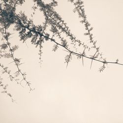 Low angle view of trees against clear sky