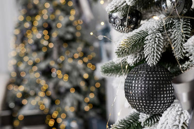Christmas or new year decoration background, fir-tree branch with black ball