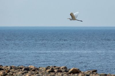 Seagull flying over sea against sky