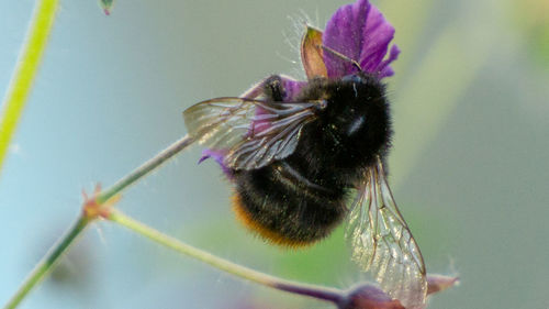 Close-up of butterfly on purple flower