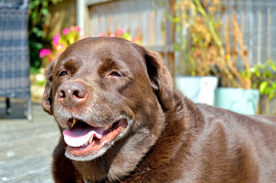 Chocolate labrador 