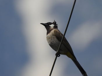 Low angle view of bird perching on cable against sky