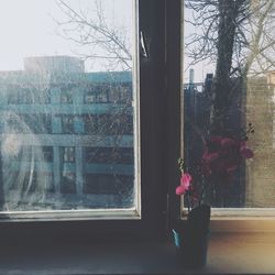 Plants seen through window