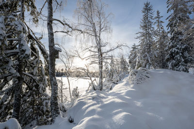 Bare tree on snow covered landscape