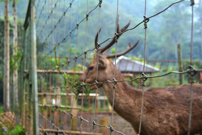 Close-up of deer