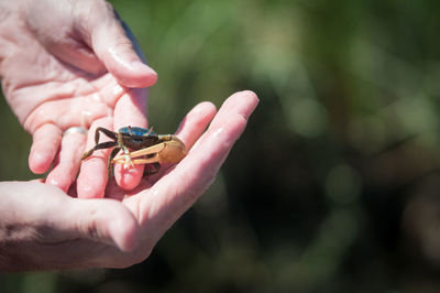 Close up of man holding crab