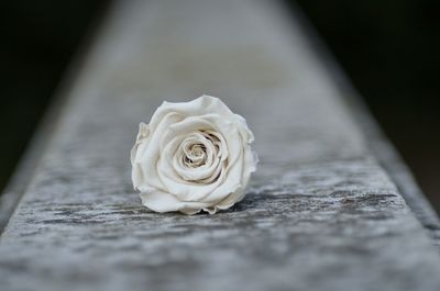 Close-up of white rose
