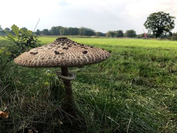 Close-up of mushroom on field against sky