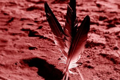 Close-up of red leaf