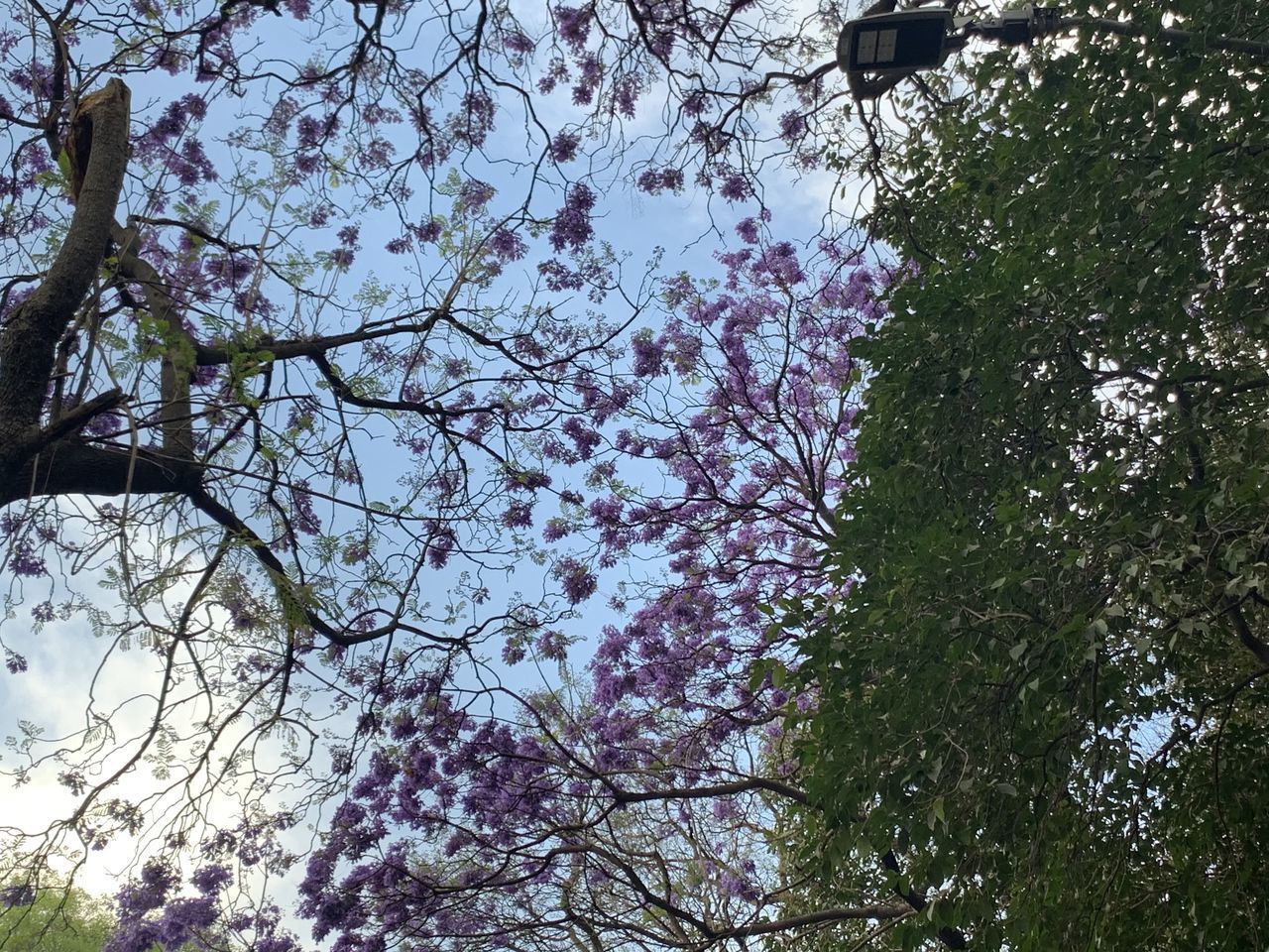 LOW ANGLE VIEW OF CHERRY BLOSSOM TREE