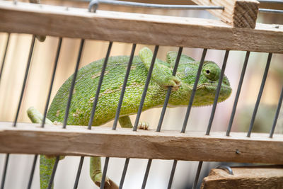 Close-up of lizard in cage at zoo