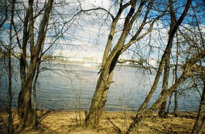 View of bare trees at lakeshore