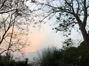 Low angle view of silhouette trees against sky at sunset