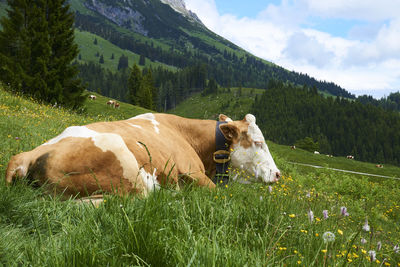 Cows on field against sky