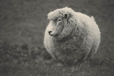 Close-up of an animal on field