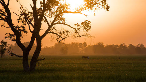 Trees on field against sky during sunset