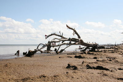 Driftwood on beach against sky