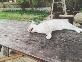 High angle view of cat lying down