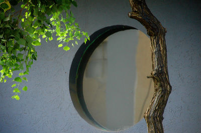 Close-up of tree trunk against wall