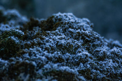 Close-up of snow covered rock