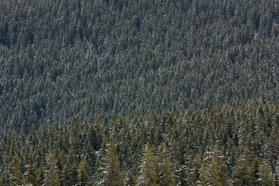 Full frame shot of pine trees in forest during winter