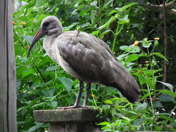 Close-up of duck on plants