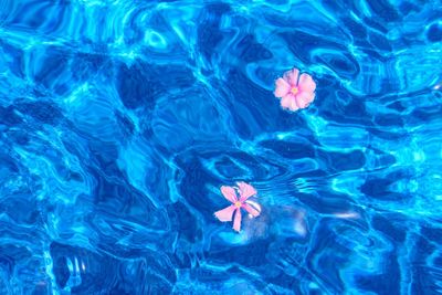 Close-up of red water in swimming pool