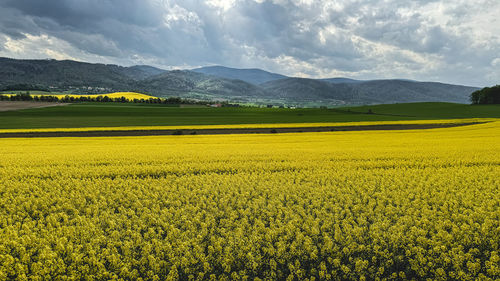 Scenic view of agricultural field against sky