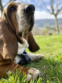 dog