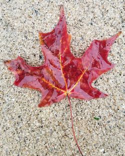 High angle view of fallen maple leaf