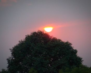 Sun shining through trees