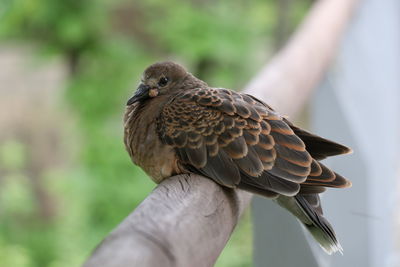 Close-up of hand holding bird